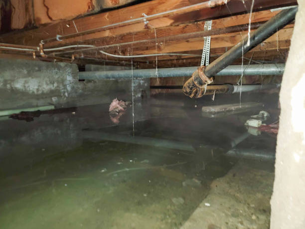 Best Professional water damage repair  in Stamps, AR